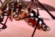 डेंगू के टीके का इंसानों पर टेस्ट 100 % कामयाब रहा