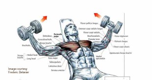 Right way to do incline dumbbell fly in hindi