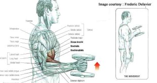 How to do dumbbell hammer curl in hindi