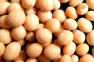 soyabean is natural vegetarian food supplement