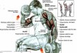 how to do seated dumbbell curl for biceps; hindi