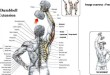 triceps-workout-in-hindi