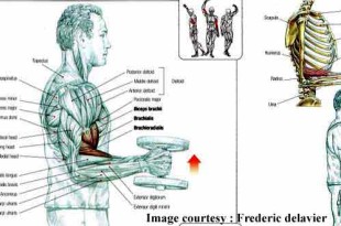 How to do biceps hammer curl hindi