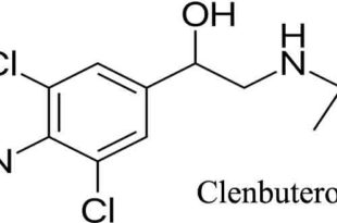 बॉडी बिल्डिंग की दुनिया में बहुत पॉपुलर नाम है Clenbuterol क्लीनब्‍यूट्रोल जिसे हम आमतौर पर Clen के नाम से पुकारते हैं।